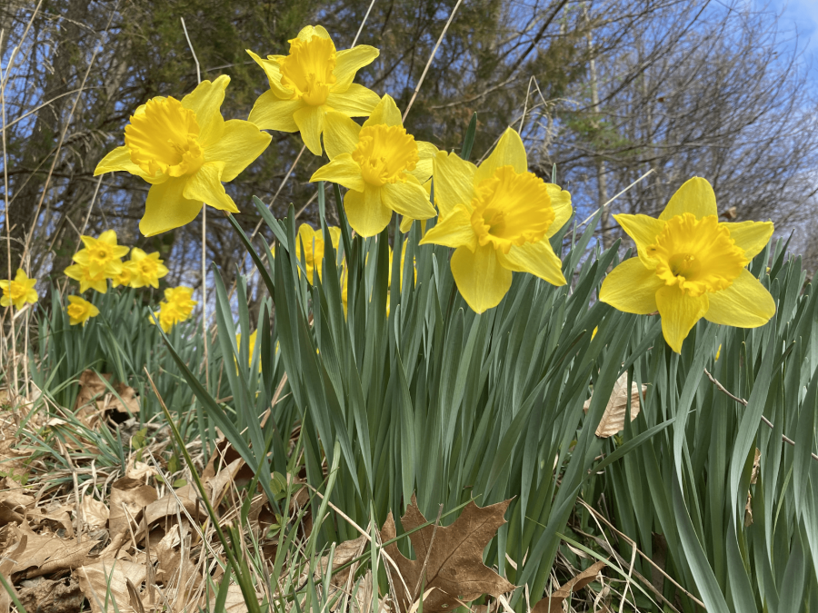 Daffodils in full bloom decorate the lawns of many, this spring. With the warm weather, flowers around the county bloomed as early as mid-february. Photo: Elena Wigglesworth