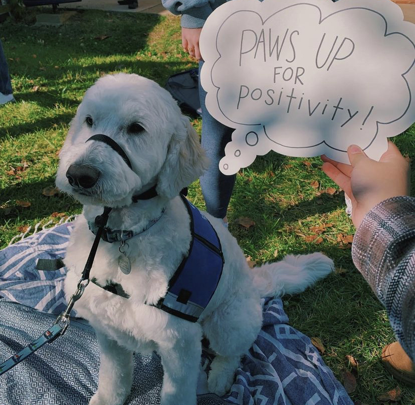 PEER Presents Paws Up For Positivity