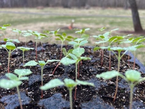 New seedlings experience their first day out in the open, hardening them to the fluctuating temperatures and varied weather conditions before they are planted.