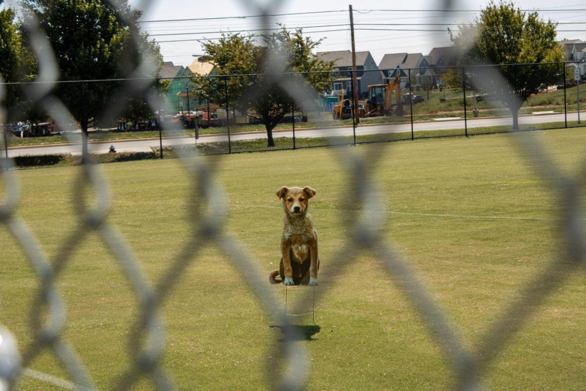 A cardboard cutout of a dog, mistaken for a coyote, watches the field in front of the school. Placed to keep geese away, the cardboard cutout caused several people to contact the school in concern. 